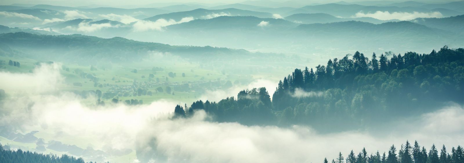 Weitläufige Waldlandschaft mit etwas Nebel