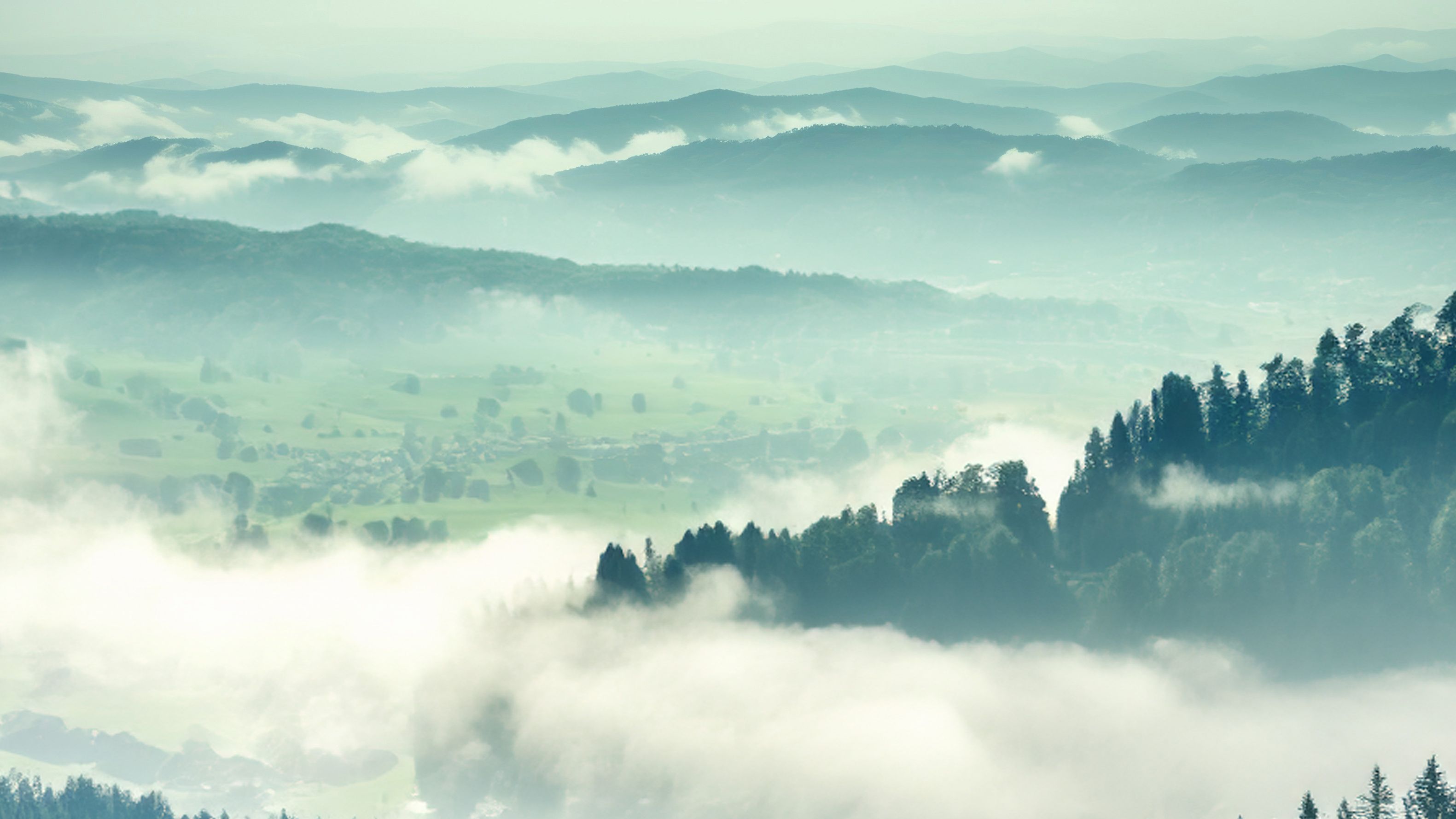 Weitläufige Waldlandschaft mit etwas Nebel